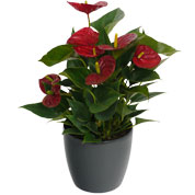 Anthurium rouge + Cache pot Anthracite